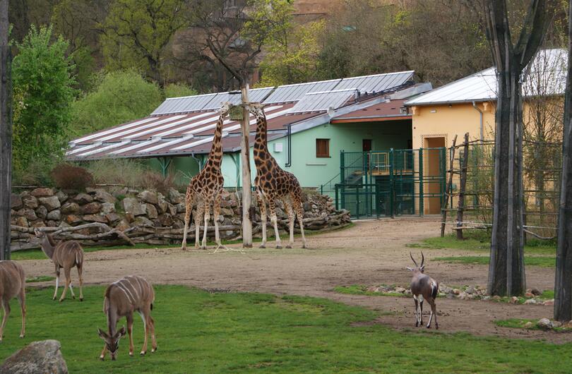 Reference: Solární ohřev vody pro pavilon nosorožců v Zoo Plzeň 