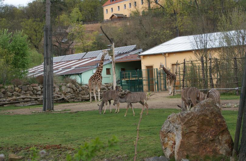 Reference: Solární ohřev vody pro pavilon nosorožců v Zoo Plzeň 